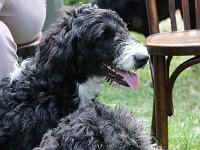 Puppys van Bliss040622-0108